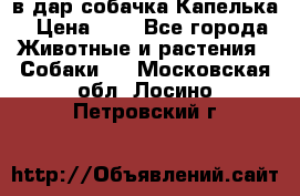 в дар собачка Капелька › Цена ­ 1 - Все города Животные и растения » Собаки   . Московская обл.,Лосино-Петровский г.